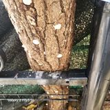 팜모닝 오늘 어떤 농작업하셨나요?·참여글 게시글 이미지