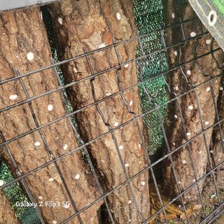 장유경만점자님의 오늘 어떤 농작업하셨나요? · 참여글 작성글 사진