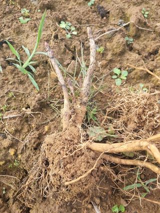 이호성님의 자유주제 · 자유게시판 작성글 사진