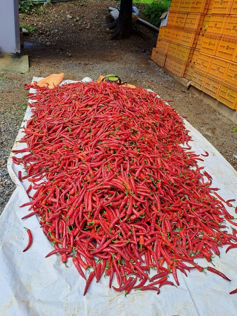 송경희님의 장터 판매 상품 [고추가루] 첨부 사진