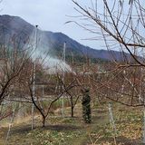 팜모닝 복숭아·자유게시판 게시글 이미지