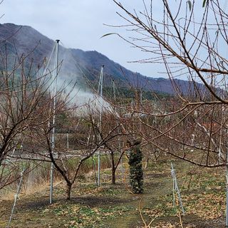 육영순님의 복숭아 · 자유게시판 작성글 사진