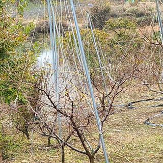 육영순님의 복숭아 · 자유게시판 작성글 사진