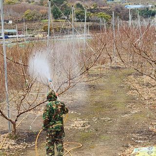 육영순님의 복숭아 · 자유게시판 작성글 사진