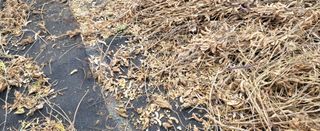 조미숙님의 오늘 어떤 농작업하셨나요? · 참여글 작성글 사진