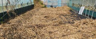 조미숙님의 오늘 어떤 농작업하셨나요? · 참여글 작성글 사진