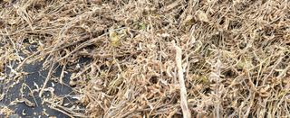 조미숙님의 오늘 어떤 농작업하셨나요? · 참여글 작성글 사진