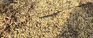 조미숙님의 오늘 어떤 농작업하셨나요? · 참여글 작성글 사진