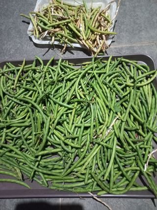 진윤자님의 오늘 어떤 농작업하셨나요? · 참여글 작성글 사진