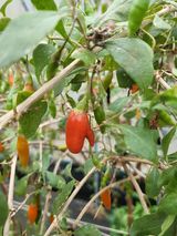 팜모닝 오늘 어떤 농작업하셨나요?·참여글 게시글 이미지