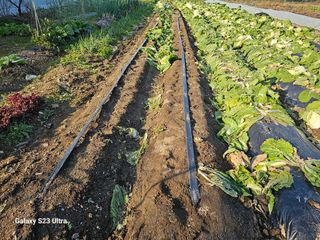 홍성덕님의 오늘 어떤 농작업하셨나요? · 참여글 작성글 사진