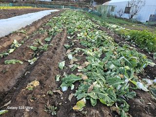 홍성덕님의 오늘 어떤 농작업하셨나요? · 참여글 작성글 사진