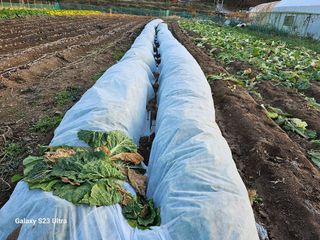 홍성덕님의 오늘 어떤 농작업하셨나요? · 참여글 작성글 사진