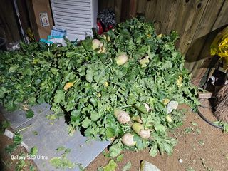 홍성덕님의 오늘 어떤 농작업하셨나요? · 참여글 작성글 사진