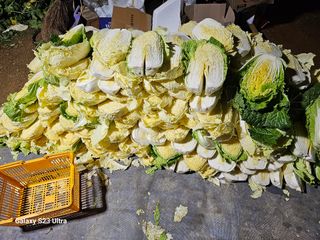 홍성덕님의 오늘 어떤 농작업하셨나요? · 참여글 작성글 사진