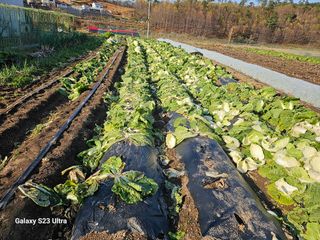 홍성덕님의 오늘 어떤 농작업하셨나요? · 참여글 작성글 사진