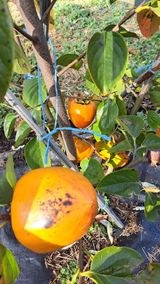 팜모닝 감·자유게시판 게시글 이미지