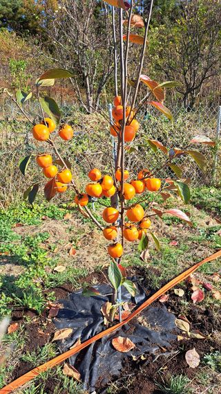 주윤발이님의 감 · 자유게시판 작성글 사진