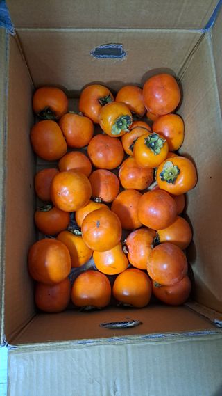 주윤발이님의 감 · 자유게시판 작성글 사진