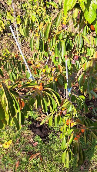 주윤발이님의 감 · 자유게시판 작성글 사진