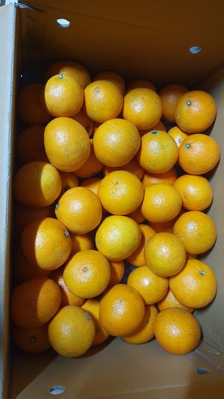 농산물에 진심구병안님의 오늘 어떤 농작업하셨나요? · 참여글 작성글 사진