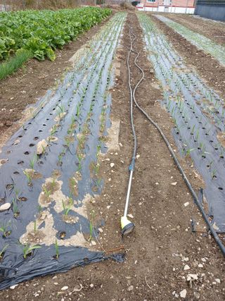 이상애초보농업님의 배추 · 일상 작성글 사진