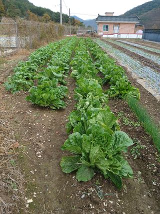 이상애초보농업님의 배추 · 일상 작성글 사진