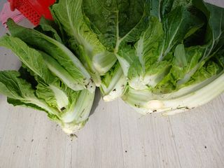 이상애초보농업님의 배추 · 일상 작성글 사진