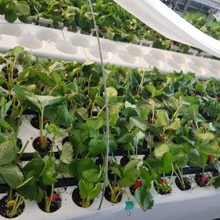 서선희님의 딸기 · 일상 작성글 사진