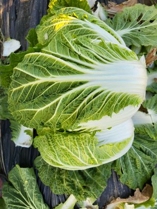 박순례님의 오늘 어떤 농작업하셨나요? · 참여글 작성글 사진