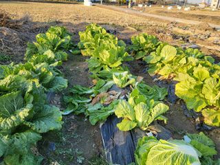 박순례님의 오늘 어떤 농작업하셨나요? · 참여글 작성글 사진