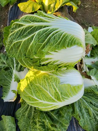 박순례님의 오늘 어떤 농작업하셨나요? · 참여글 작성글 사진