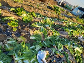 박순례님의 오늘 어떤 농작업하셨나요? · 참여글 작성글 사진