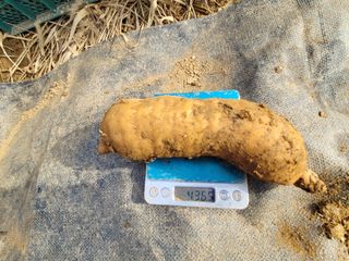 여우내 이순홍님의 기타작물 · 자유게시판 작성글 사진