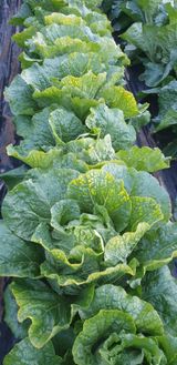 팜모닝 배추·병해충상담 게시글 이미지