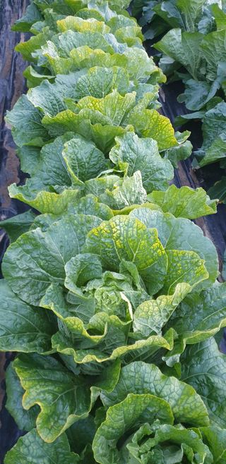 여리님의 배추 · 병해충상담 작성글 사진