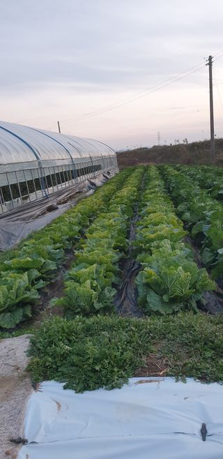 여리님의 배추 · 병해충상담 작성글 사진