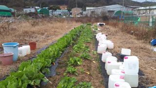 오정식님의 오늘 어떤 농작업하셨나요? · 참여글 작성글 사진