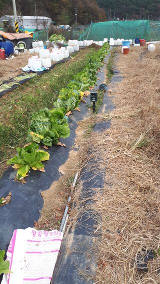 오정식님의 오늘 어떤 농작업하셨나요? · 참여글 작성글 사진