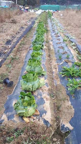 오정식님의 오늘 어떤 농작업하셨나요? · 참여글 작성글 사진