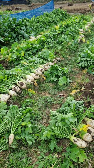 금산농장초보님의 오늘 어떤 농작업하셨나요? · 참여글 작성글 사진