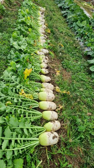 금산농장초보님의 오늘 어떤 농작업하셨나요? · 참여글 작성글 사진