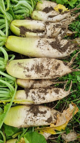 금산농장초보님의 오늘 어떤 농작업하셨나요? · 참여글 작성글 사진