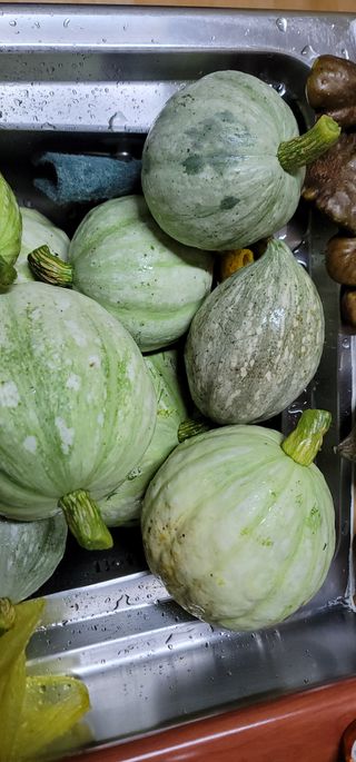 열정님의 오늘 어떤 농작업하셨나요? · 참여글 작성글 사진