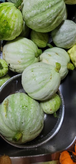 열정님의 오늘 어떤 농작업하셨나요? · 참여글 작성글 사진