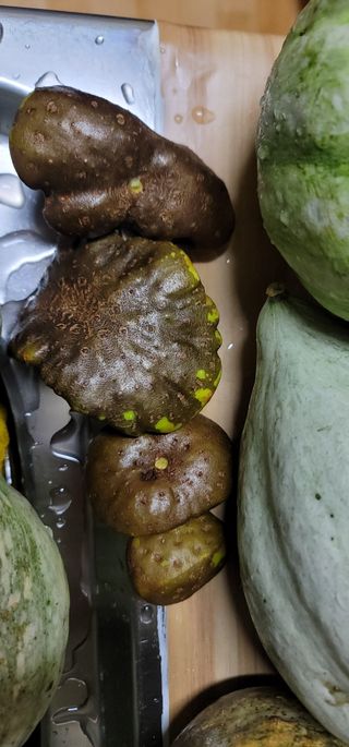 열정님의 오늘 어떤 농작업하셨나요? · 참여글 작성글 사진