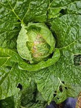 팜모닝 배추·병해충상담 게시글 이미지