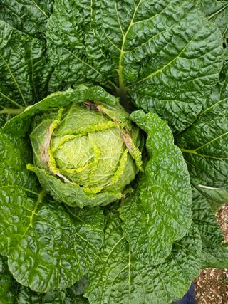 어쩌다 농부님의 배추 · 병해충상담 작성글 사진