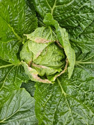 어쩌다 농부님의 배추 · 병해충상담 작성글 사진