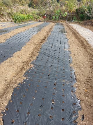 꽃뫼마실님의 마늘 · 영농일지 작성글 사진